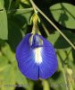 Butterfly Pea